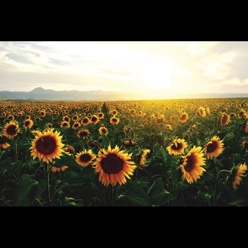 Meet your Posher, Marianne